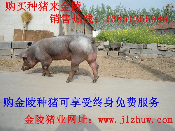С紿ĸս۸ͷܵ
