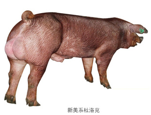 ҵֱϵ