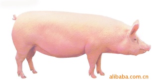޿Ʒֶ