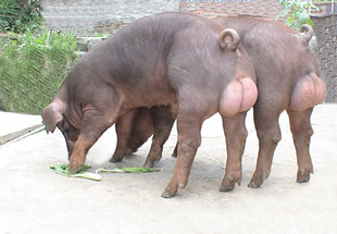 ʹӭ