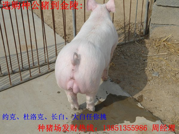 Ԫ緱ֳس깩Ӧ