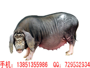 մ÷ɽĸ÷ɽг۸ѯ