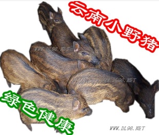 Ѷʮ๫ĵСҰ