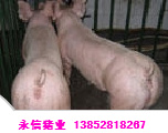 ĸ4Ԫ/ﳣ깩Ӧ