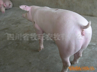 ĴʾԼˡס