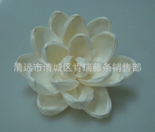 ͨݻֹ޹solaflower