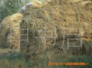 ƬݰҴ