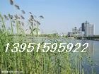ձ«έ