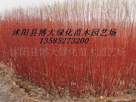 苗木红瑞木、洒金柏、棣棠,樱花.桂花,贴梗海棠
