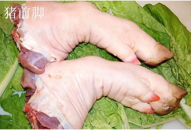 下套套野猪左前脚
