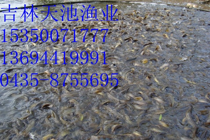 吉林泥鳅鱼苗|长春泥鳅鱼苗