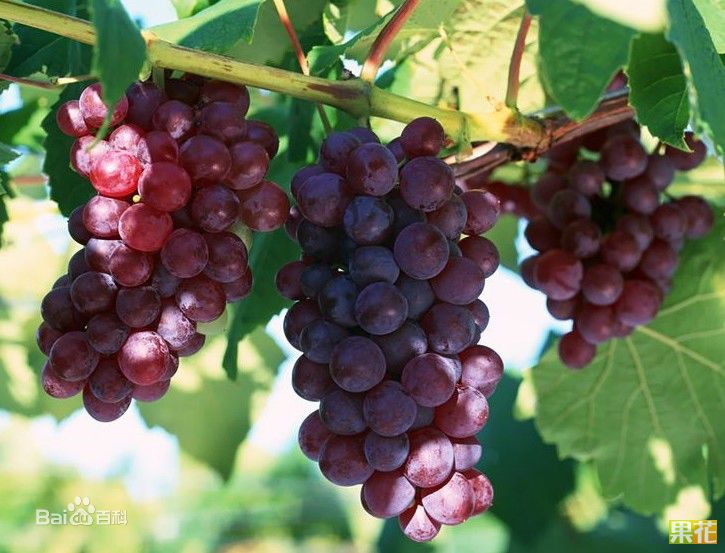 邯郸永年万亩葡萄地种植京亚葡萄