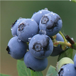 华南现货北美进口蓝莓6倍浓缩汁25.25KG/桶
