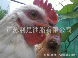 厂家直销绿环保江苏利是土鸡批发