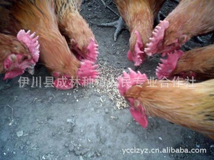 河南省洛阳市伊川县成林林下生态养殖，虫子鸡