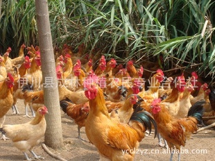 河南省洛阳市伊川县成林林下生态养殖地，土鸡，虫子鸡