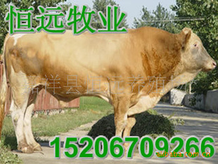 江苏扬州市利木赞牛养殖场、江苏镇江市肉牛犊价格