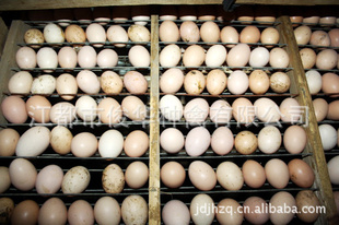 厂家直销农家养殖绿环保草鸡蛋