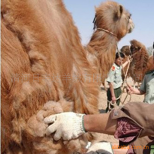 新疆阿勒泰驼毛，驼绒驼绒原料驼毛原料