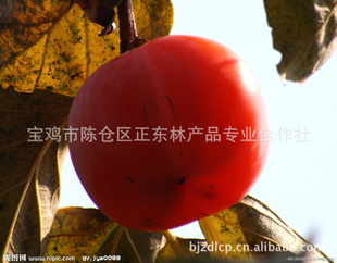 秦岭山区柿子！绿食品，安全！