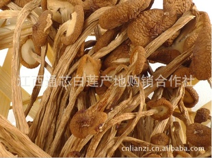 2012新货食用菌茶树菇批发产地批发量多从江西茶树菇菌种
