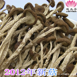 茶树菇江西广昌特级茶树菇2012年新货特价