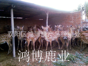 鸿博鹿直销驯养繁殖双阳型梅花鹿种。价格合理、市场调查
