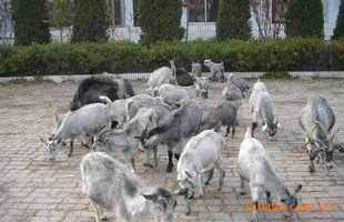 山东青山羊养殖繁育地青山羊养殖前景种羊肉羊价格养羊