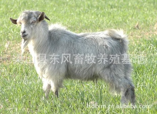 梁山县东风畜牧养殖地提供青山羊