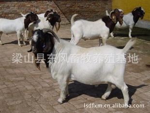 东风畜牧养殖地提供黑毛猪，青山羊
