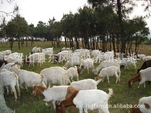 梁山县东风畜牧养殖地养殖各种青山羊