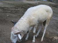 供应小尾寒羊种母羊成年孕羊杜泊羊