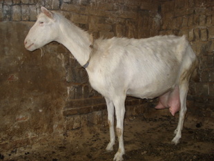 安徽萨能奶山羊养殖场萨能奶山羊价格养殖50只萨能奶山羊利润