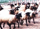 四川波尔山羊养殖场四川波尔山羊养殖场四川波尔山羊养殖场