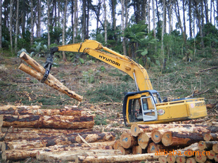 集装箱新西兰辐射松原木至各个港口