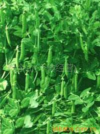 豌豆种子，食品豆