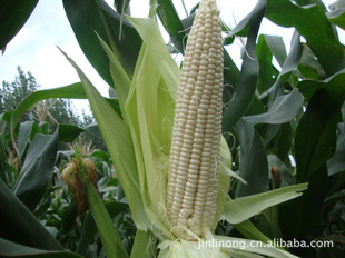 糯玉米种子、特种玉米种子-早熟、味佳、抗病、高产
